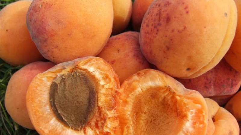 Die lettischen Aprikosen-Königinnen: Analyse der Sorten Lāsma, Daiga und Velta