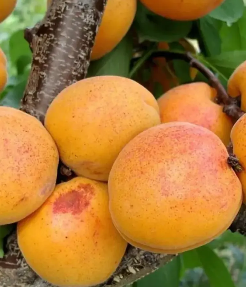 Aprikose (Prunus armeniaca) VIORICA - Tutifruti, s.r.o.