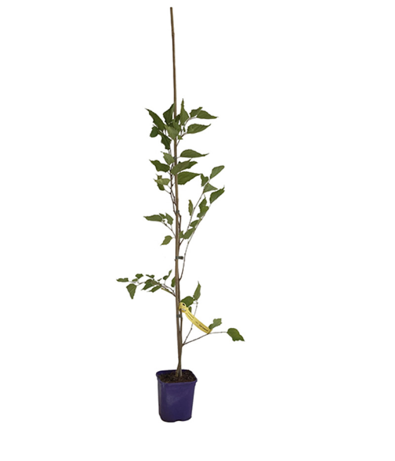 Mulberry (Morus nigra) FULL SEASONS - Tutifruti SK