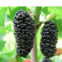 Moruša (Morus nigra) SHELLI