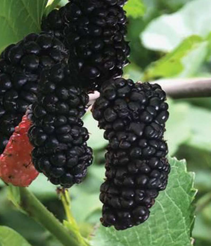 Mulberry (Morus alba x Morus rubra)  ILLINOIS EVERBEARING - Tutifruti SK