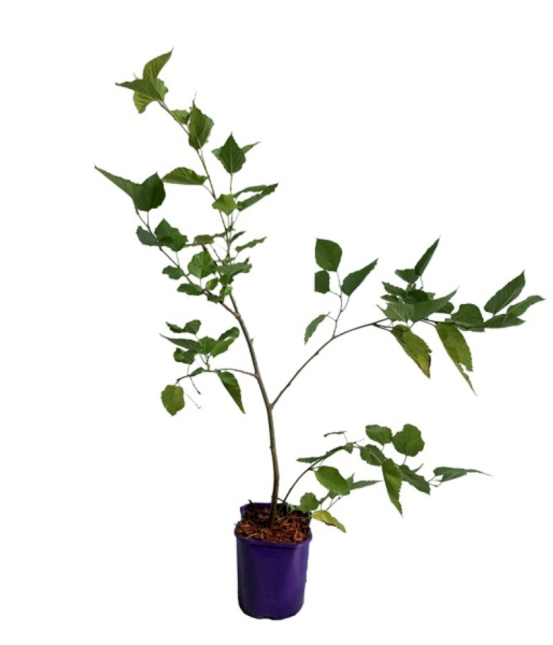 Maulbeere (Morus nigra) SEEDLESS - Tutifruti SK