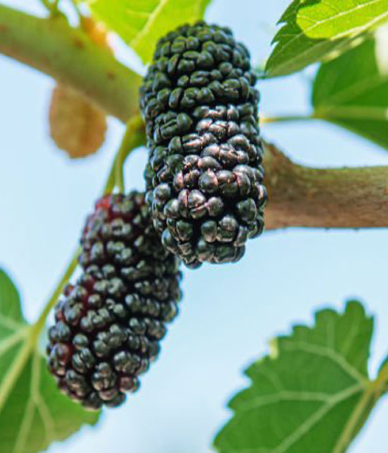 Maulbeere (Morus nigra) SEEDLESS - Tutifruti SK