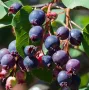 Felsenbirne (Amelanchier alnifolia) OBELISK PBR