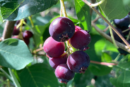 Felsenbirne (Amelanchier): Vergleich der Arten, Wirkungen und warum sie gesünder ist als Blaubeeren