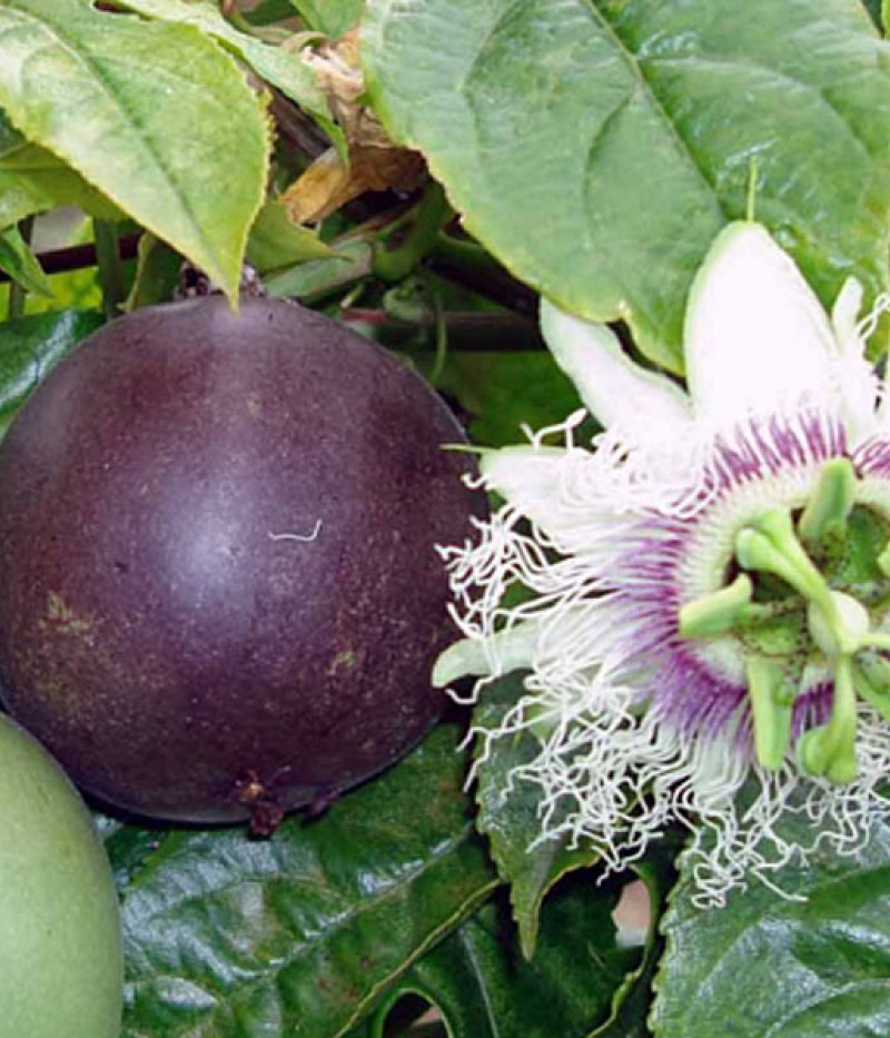 BIO Passion fruit (Passiflora edulis) SUNTROPICS® - Tutifruti, s.r.o. (SK)