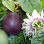 BIO Mučenka (Passiflora edulis) SUNTROPICS®
