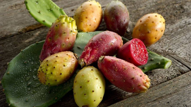 Opuncia (Kaktusová figa): Účinky, pestovanie a prečo je superpotravinou