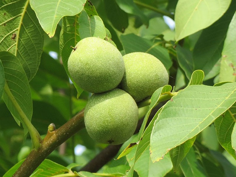 Orech kráľovský (Juglans regia) Černovický 1 - Tutifruti SK