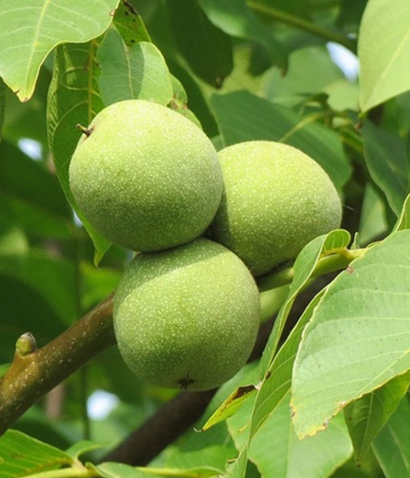 Königswalnuss (Juglans regia) CZERNIOWICKI 1 - Tutifruti SK