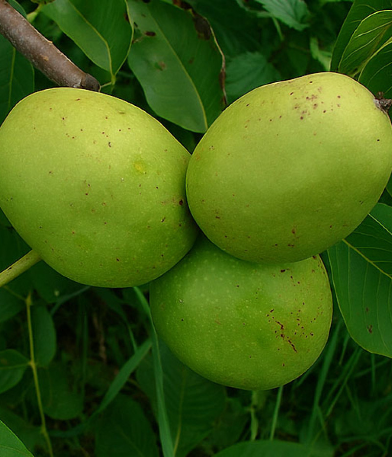 Orech kráľovský (Juglans regia) MARKOVSKÝ SLADKÝ - Tutifruti SK