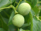 Königswalnuss (Juglans regia) Mars - Tutifruti SK