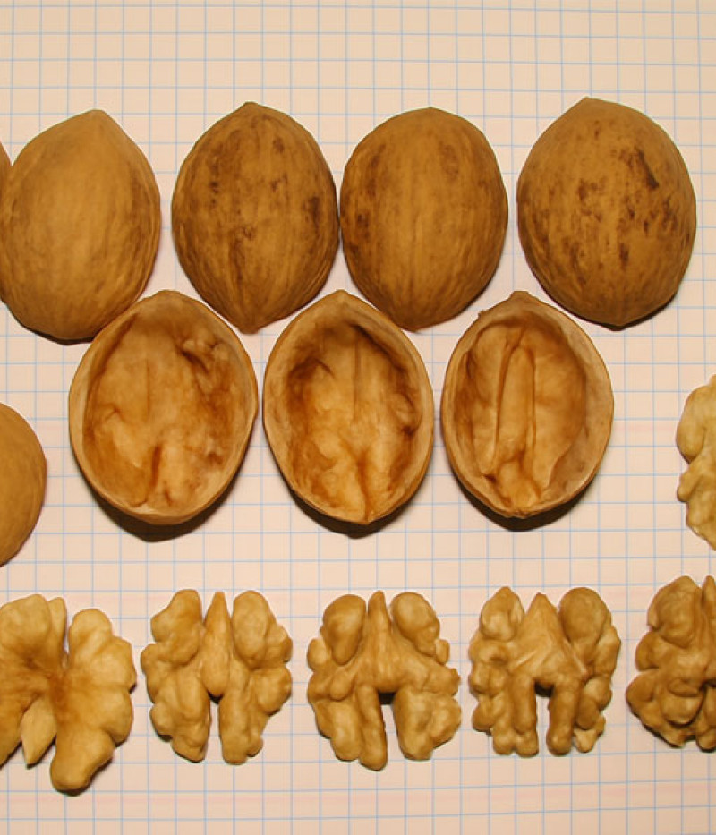 Walnut tree (Juglans regia) Mars - Tutifruti SK