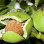 Echte Walnuss: Herkunft, Taxonomie und Ökologie (Juglans regia)
