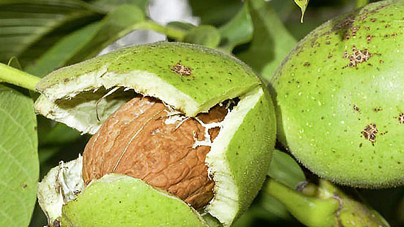 Echte Walnuss: Herkunft, Taxonomie und Ökologie (Juglans regia)