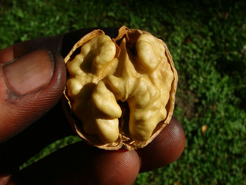 Orech kráľovský (Juglans regia) Černovický 1 - Tutifruti SK Orech kráľovský (Juglans regia) Černovický 1 - Tutifruti SK