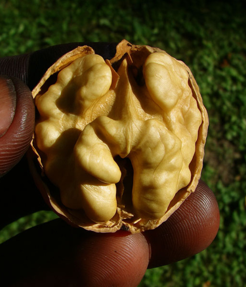 Königswalnuss (Juglans regia) CZERNIOWICKI 1 - Tutifruti SK