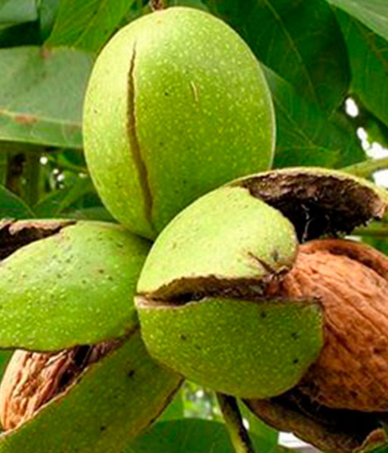 Orech kráľovský (Juglans regia) KOSZYCKI - Tutifruti SK
