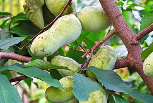 Asimina triloba (Pawpaw): Leitfaden zum Anbau der nordamerikanischen Banane | Blog