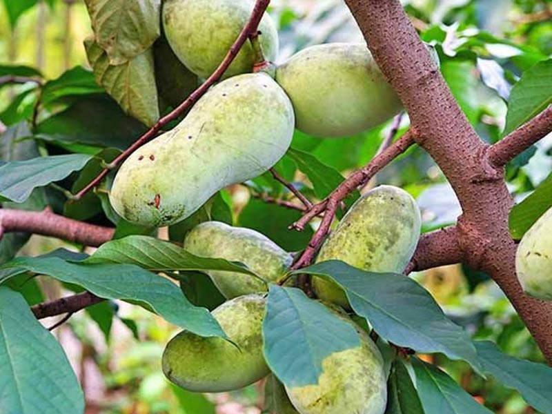 Spezialdünger Papau Asimina Triloba Paw Paw Sunflower - Veredelte Indianerbanane Asimina Triloba Spezialdünger Für Asimina