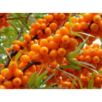 Sanddorn (Hippophae rhamnoides) 