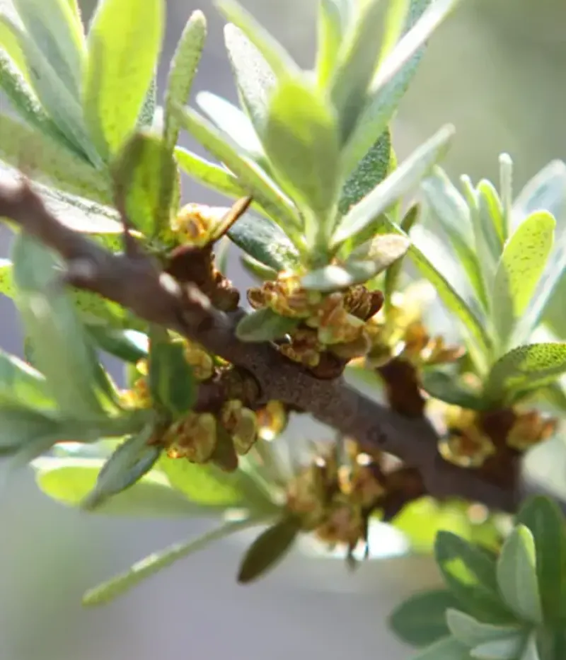 Sanddorn (Hippophae rhamnoides) TARMO - Tutifruti, s.r.o.