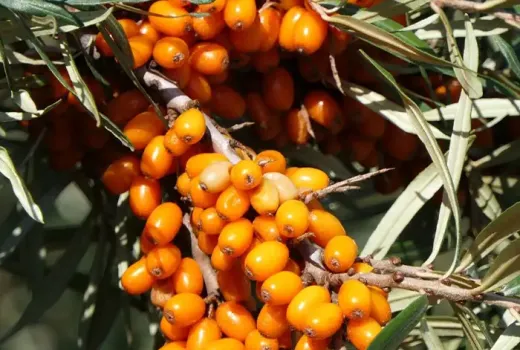 Finnische Elite im Garten: Wir stellen die Sanddornsorten 'Tarmo' und 'Tytti' vor