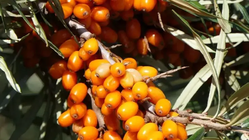 Finnische Elite im Garten: Wir stellen die Sanddornsorten 'Tarmo' und 'Tytti' vor