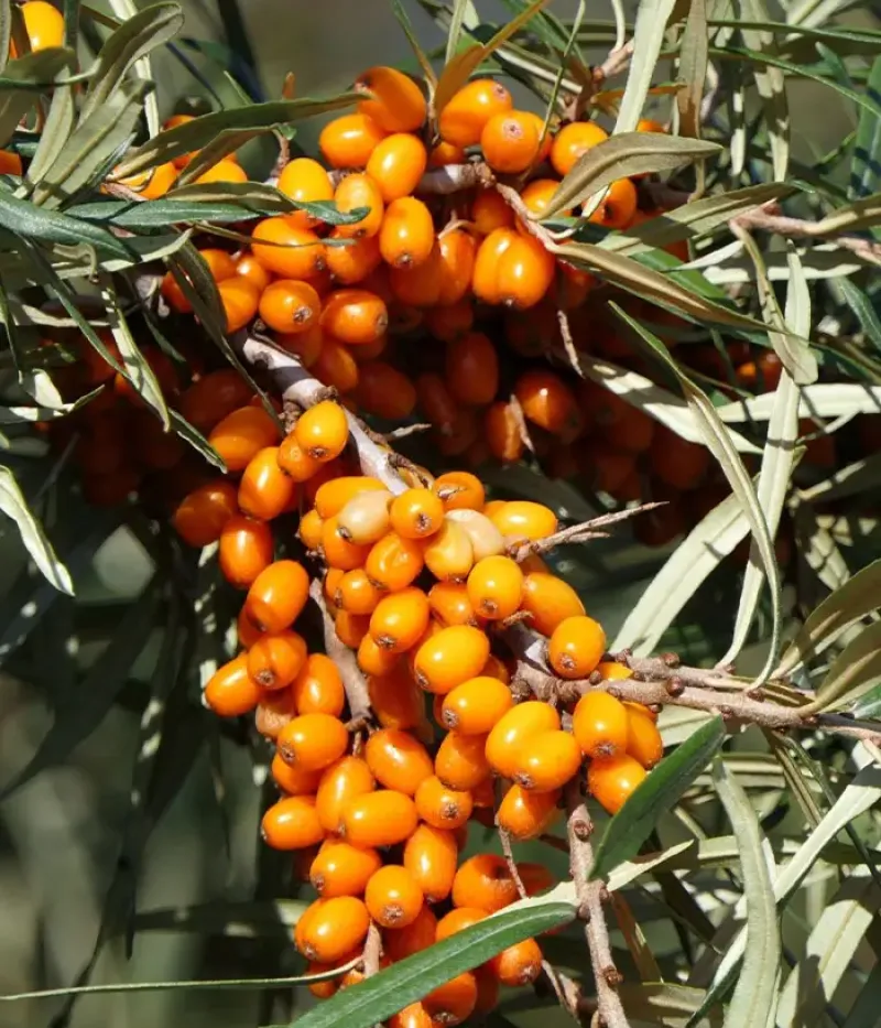 Sanddorn (Hippophae rhamnoides) TYTTI - Tutifruti, s.r.o.