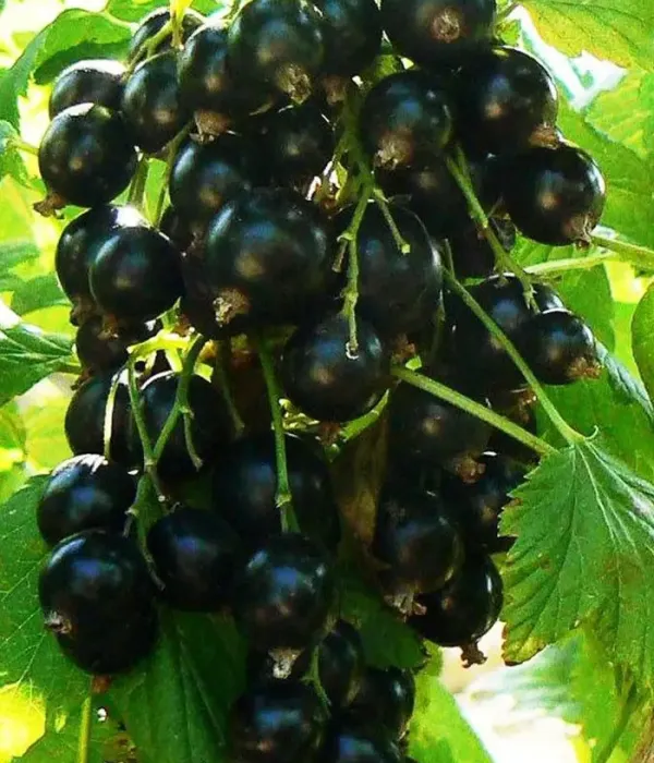 Black Currant (Ribes nigrum) YADRENAYA