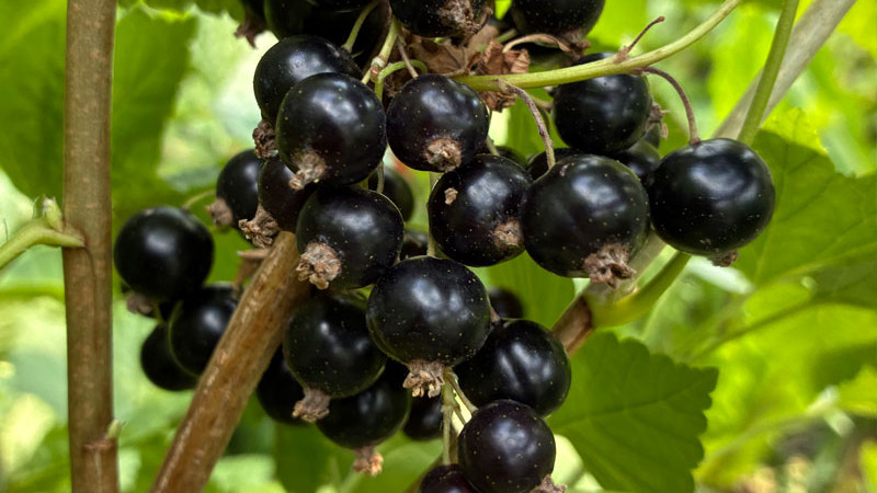 Neue Johannisbeeren 2026: Chereshnevaya, Seletschenskaja & Veloj