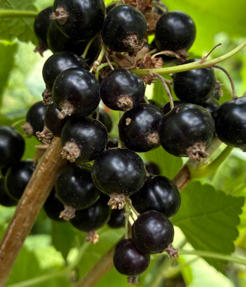 Ríbezľa čierna (Ribes nigrum) BELORUSSKAJA SLADKAJA - Tutifruti, s.r.o. (SK)