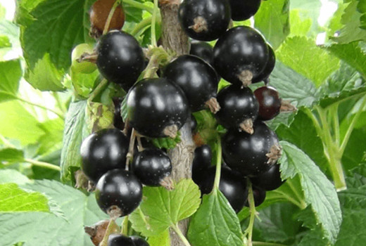 Čierne ríbezle: Detailná analýza nových odrôd Belorusskaja Sladkaja, Čornij Žemčug a Svita Kijevskaja