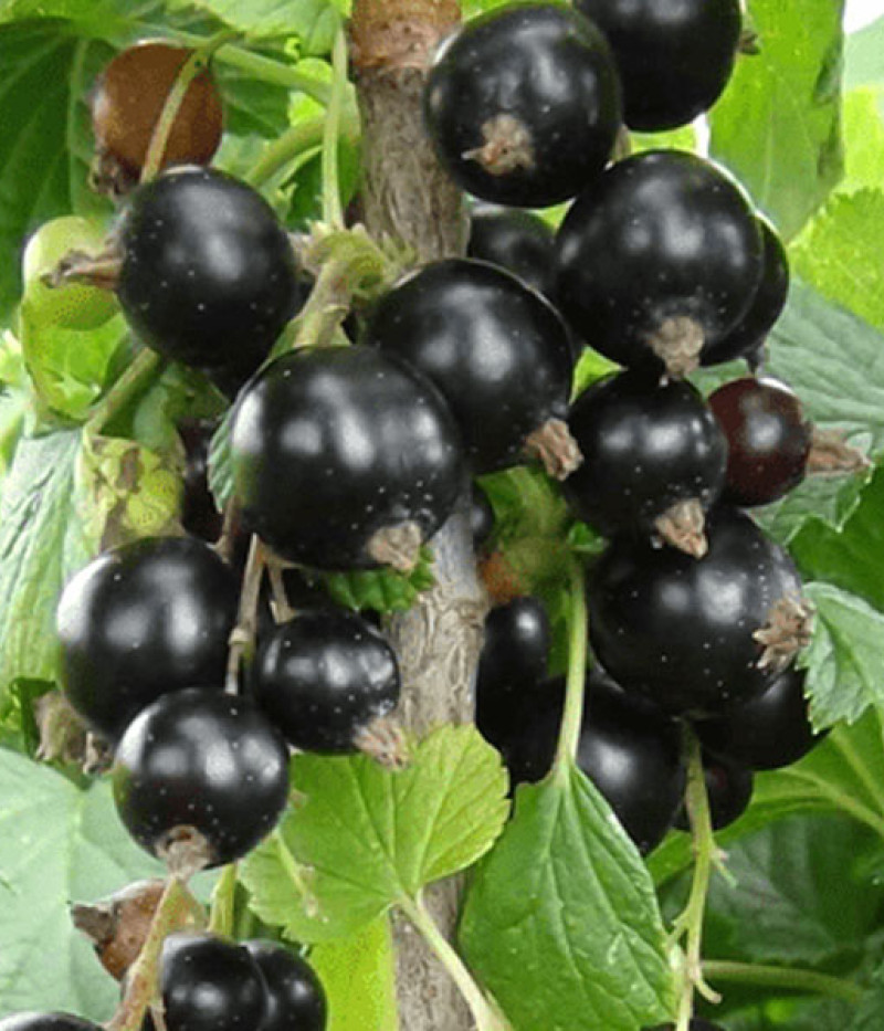 Schwarze Johannisbeere (Ribes nigrum) SVITA KIJEVSKAJA - Tutifruti, s.r.o. (SK)