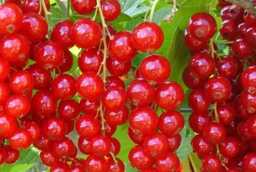 Russisches Dessert-Weiß und rumänischer Rot-Klassiker: Wir stellen die Johannisbeeren 'Bayana', 'Margaritar' und 'Abundent' vor