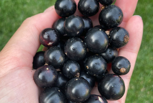 Neue Schwarze Johannisbeeren 2026: Gofert, Ben Connan & Balsgard Martin