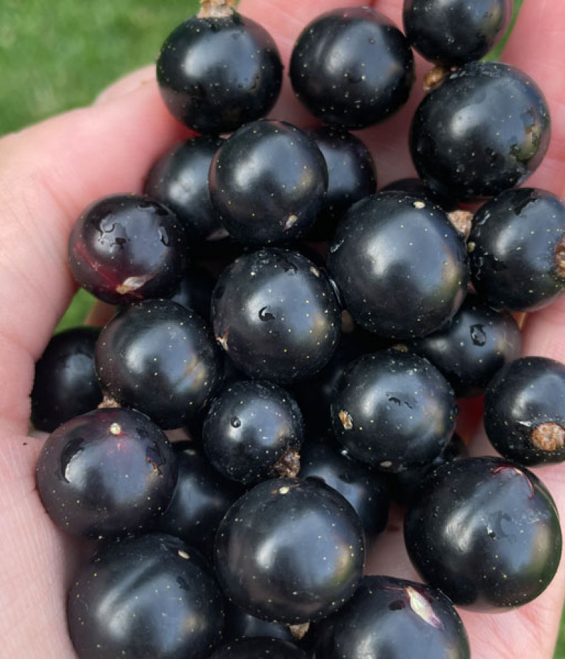 Black Currant BALSGARD MARTIN (shrub) - Tutifruti SK