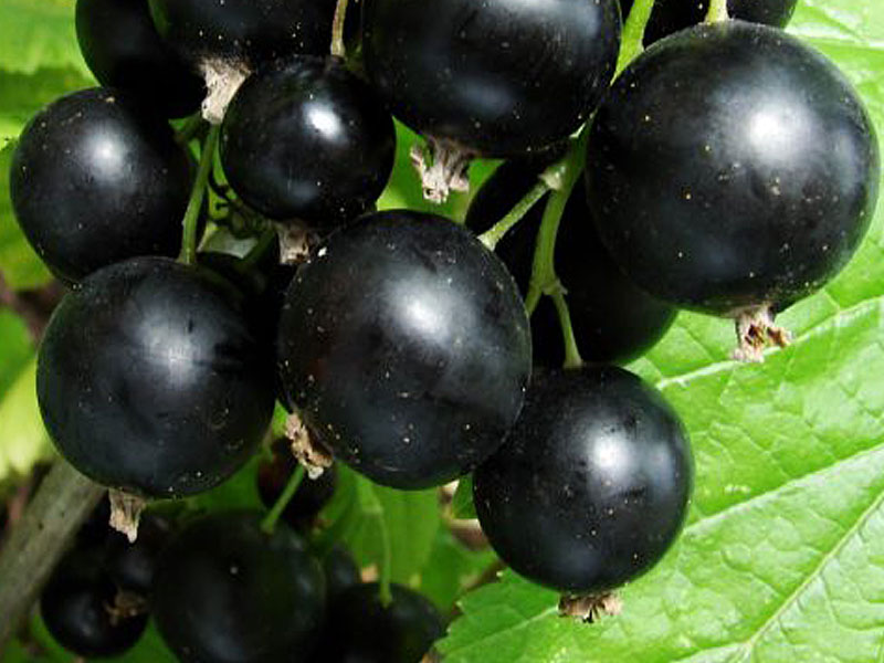 Schwarze Johannisbeere (Ribes nigrum) BALSGARD MARTIN (Strauch)