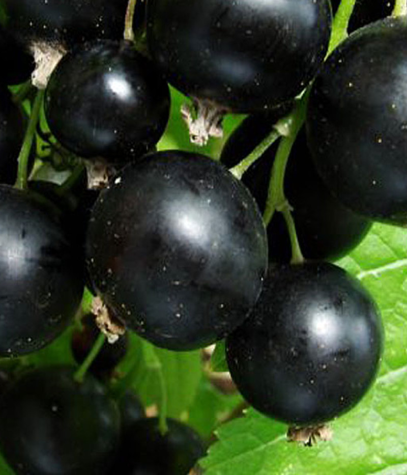 Black Currant BALSGARD MARTIN (shrub) - Tutifruti SK