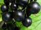 Schwarze Johannisbeere (Ribes nigrum) BALSGARD MARTIN (Strauch)