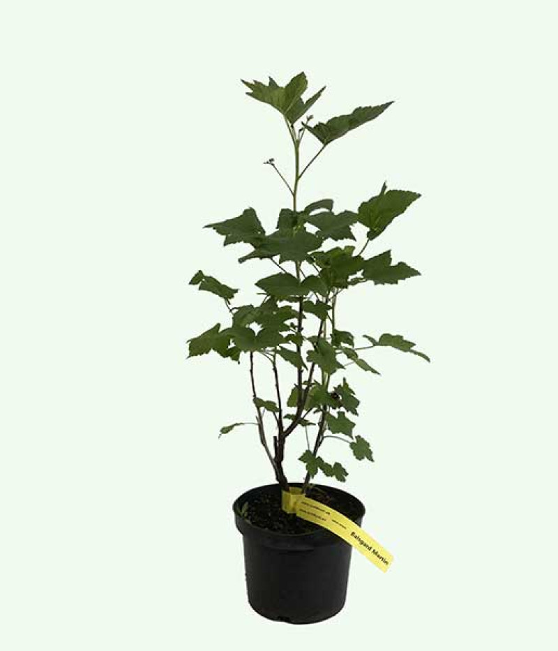 Black Currant BALSGARD MARTIN (shrub) - Tutifruti SK