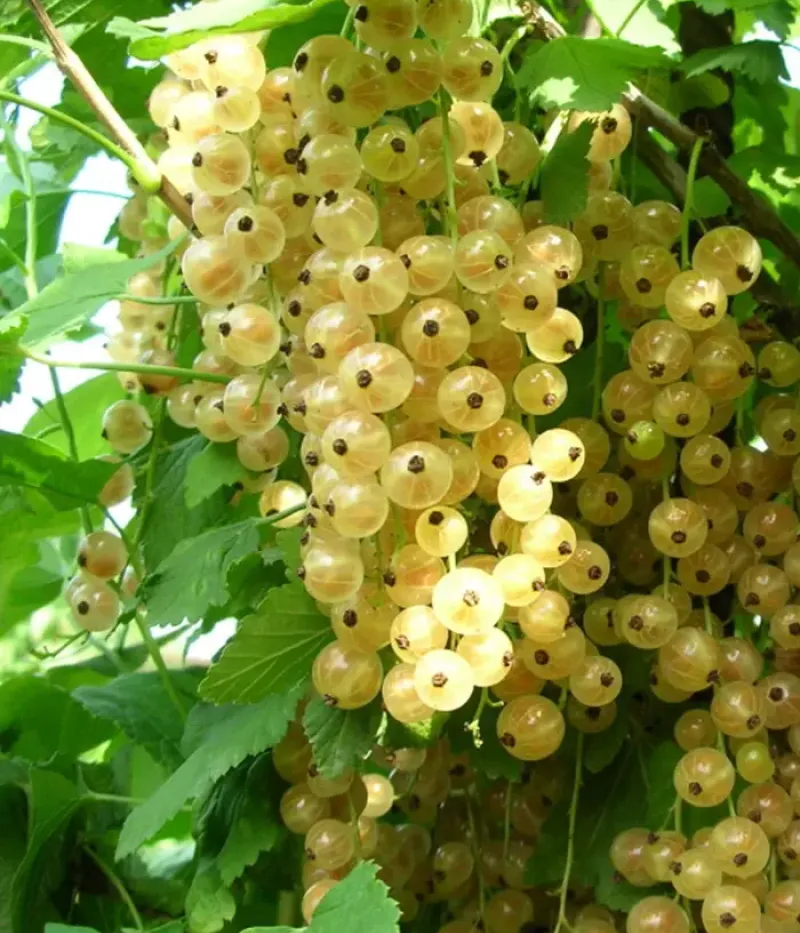 Weiße Johannisbeere (Ribes sativa) BAYANA - Tutifruti, s.r.o.