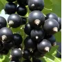 Schwarze Johannisbeere (Ribes nigrum) CHERESHNEVAYA