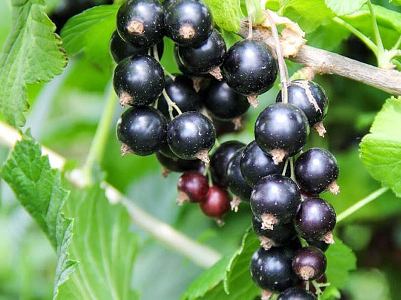 Schwarze Johannisbeere (Ribes nigrum) WYMPIEL