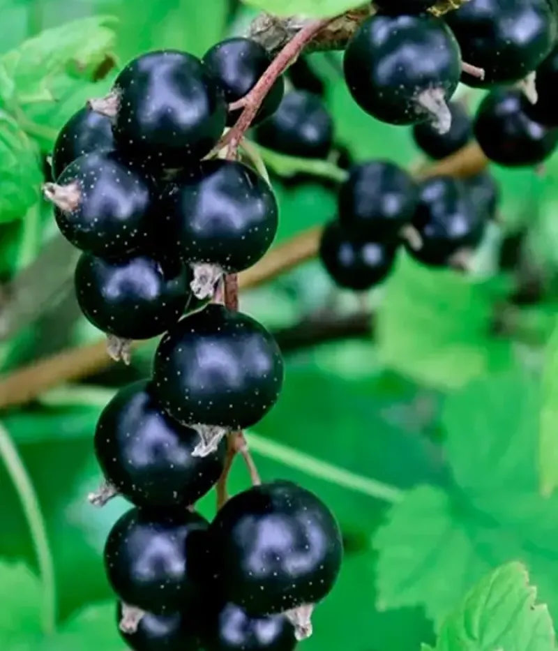 Schwarze Johannisbeere (Ribes nigrum) KATYUSHA - Tutifruti, s.r.o.