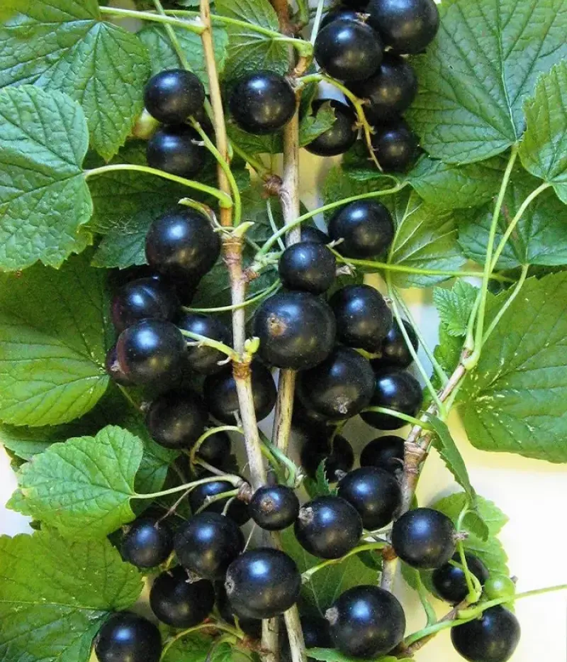 Schwarze Johannisbeere (Ribes nigrum) MINAI SHMYREV - Tutifruti, s.r.o.