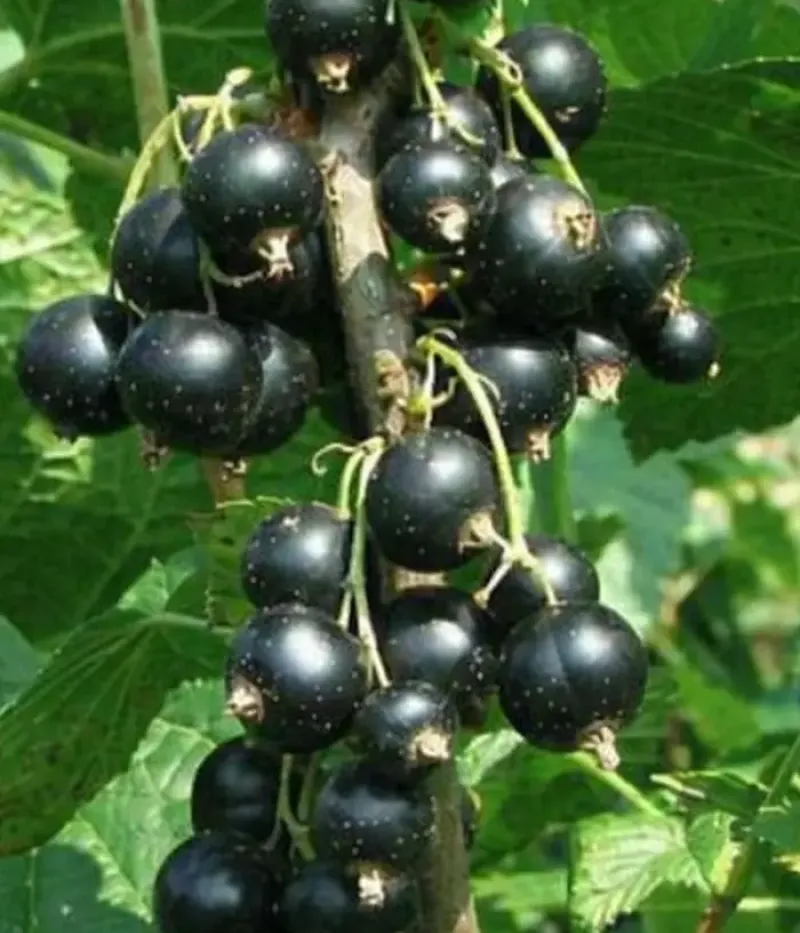 Ríbezľa čierna (Ribes nigrum) NEGRE MARI - Tutifruti, s.r.o.