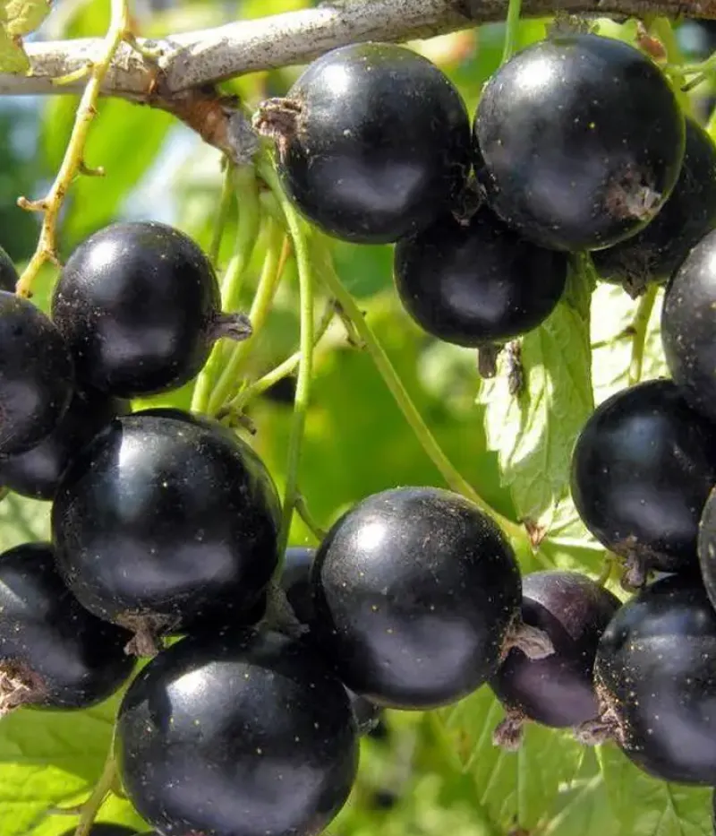 Schwarze Johannisbeere (Ribes nigrum) PAMJATI VAVILOVA - Tutifruti, s.r.o.
