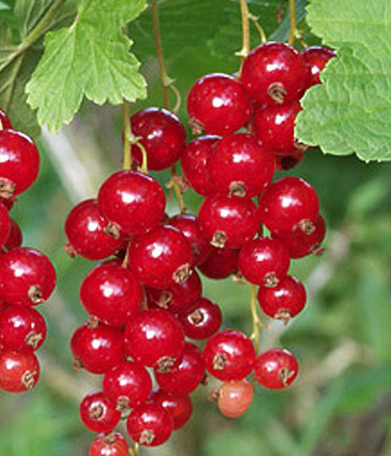 Rote Johannisbeere (Ribes rubrum) ROLAN (Baum) - Tutifruti, s.r.o.