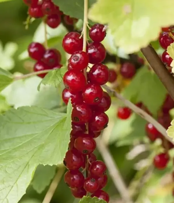 Red Currant shrub (Ribes rubrum) RONDOM